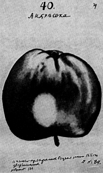 Плод яблони сорта Андреевка, выведенного А. Т. Болотовым