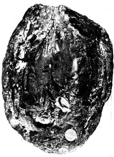 Кусок янтаря весом 1270 г.