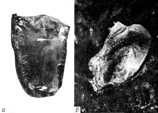 Полупрозрачный янтарь (а); створка моллюска, утопленная в янтаре (б)