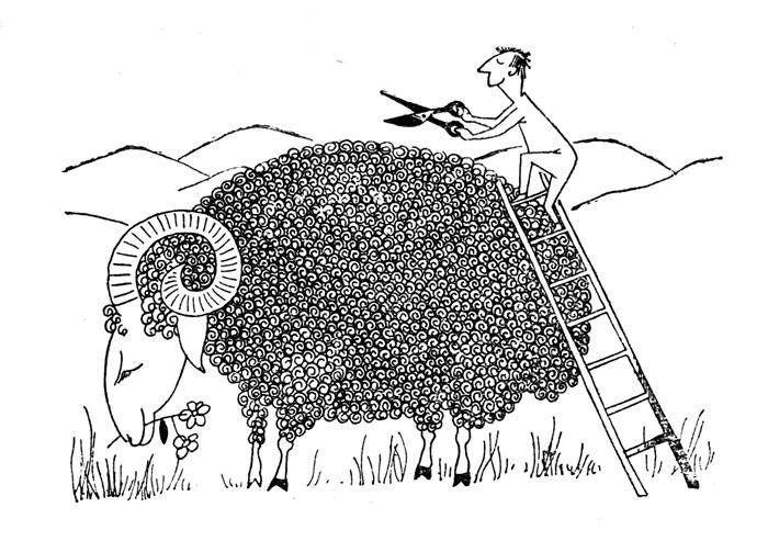 Вересковая овца круглый год отлично довольствуется подножным вересковым кормом