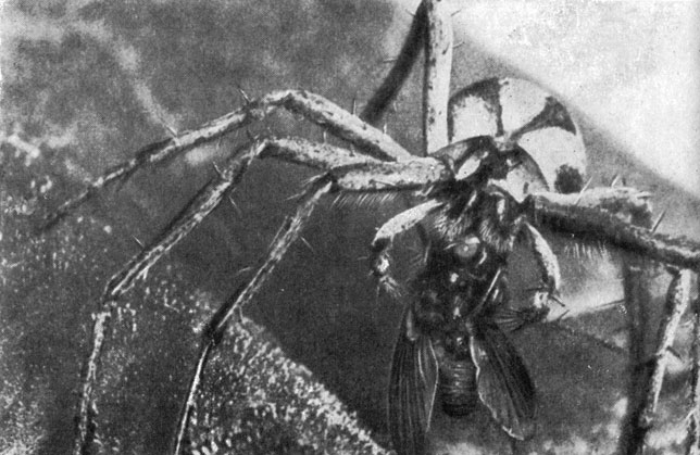 Очень старая драма: паук и муха.