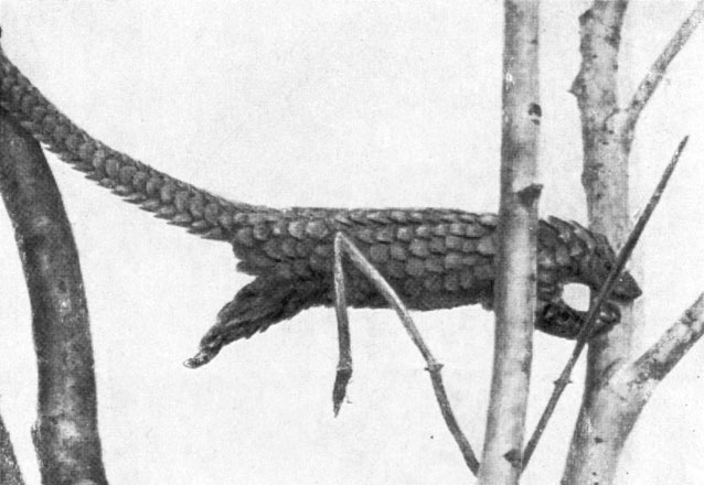 Панголин - бронированный зверек - с дерева на дерево прыгает ловко, как акробат.