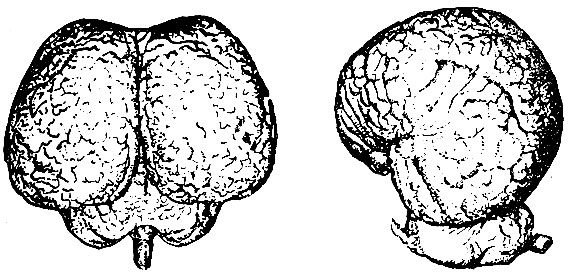 Рис. 15. Мозг дельфина афалины: слева - вид сверху; справа - вид сбоку (по Дж. Лилли)