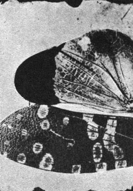 Микрофотографическая калотипия крыла мухи. У. Ф. Тальбот, примерно 1840 г. (Музей науки, Лондон.)